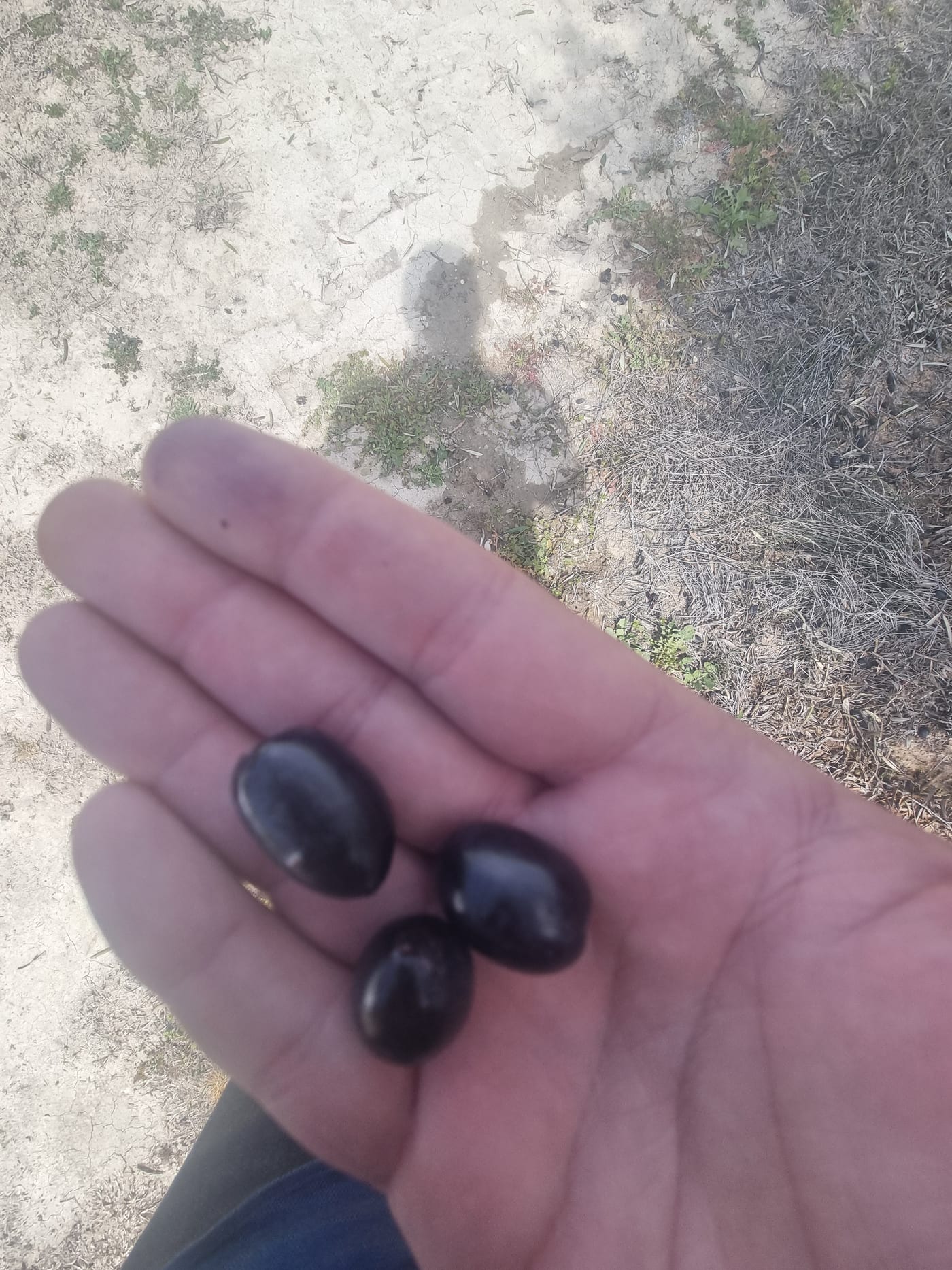 Ruka s čerstvě sklizenými olivami